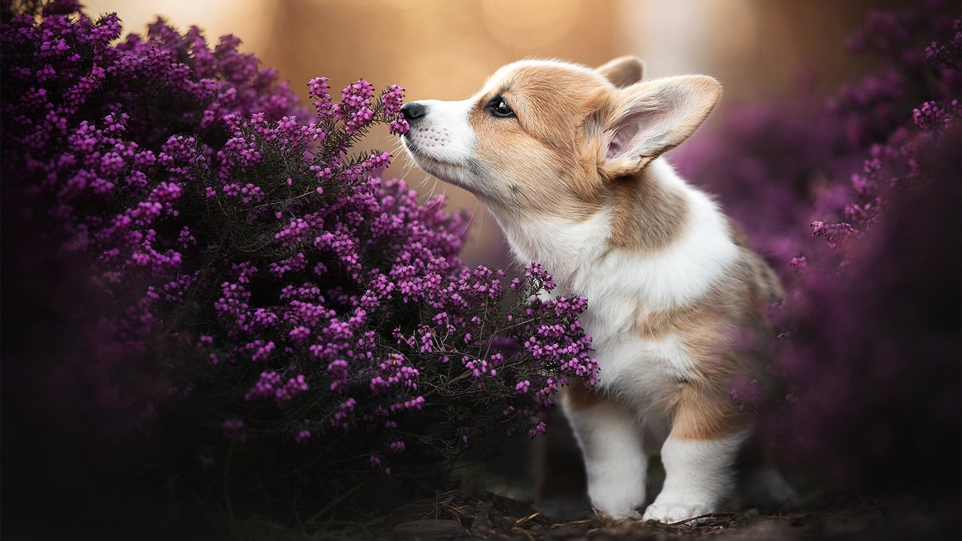 -中国三人女篮战术灵活 应对多变对手，中国三人女篮战术灵活 应对多变对手是谁