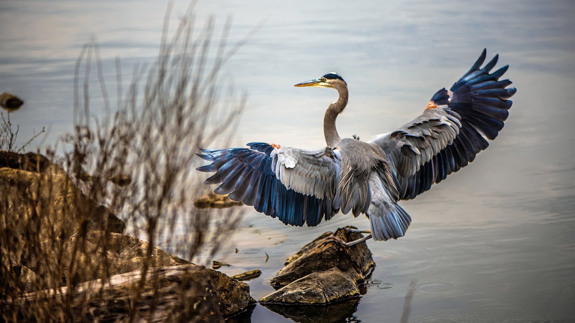 新月阵容汇聚坎塞洛、库利巴利、内维斯