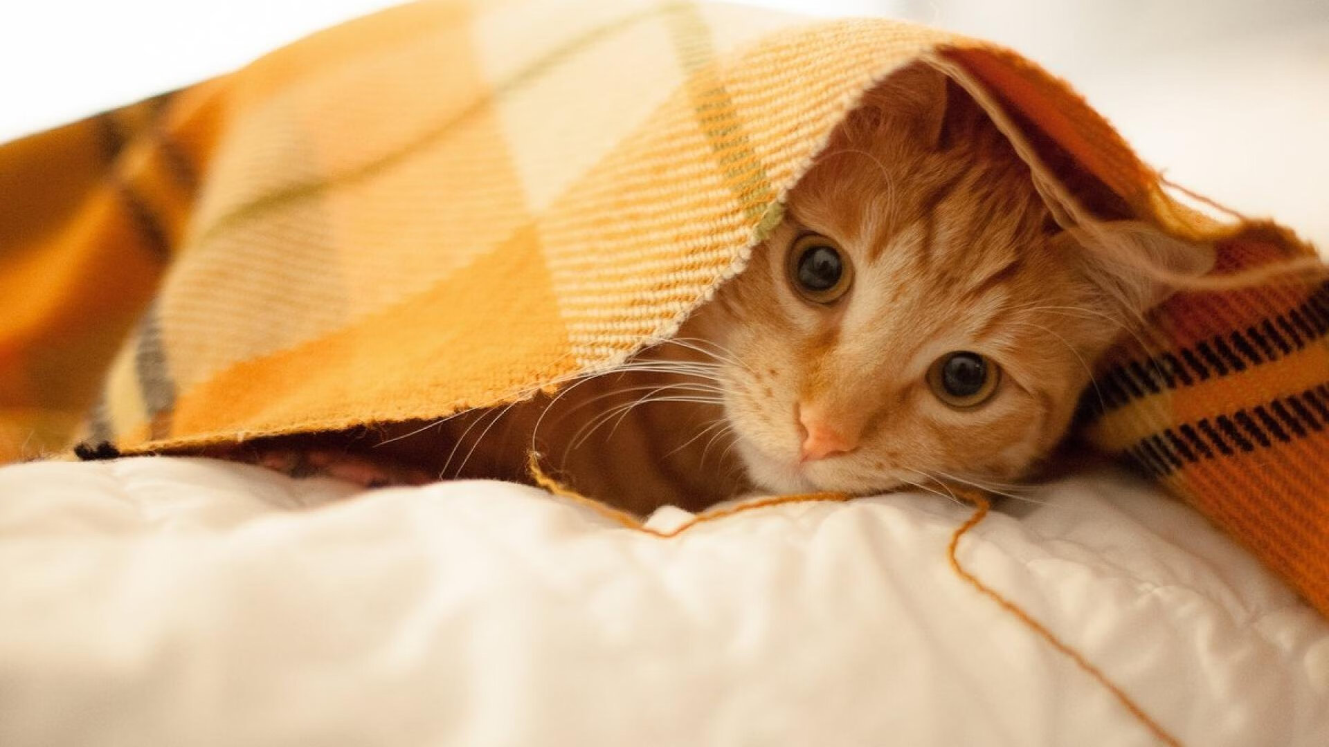 罗马尼亚队赛制解析：如何在团体赛事中实现从技术到心理的全面提升