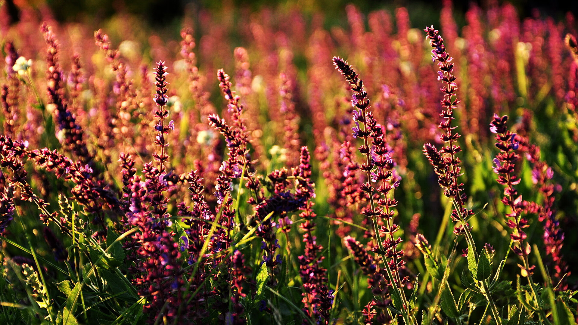 赛场之外体育公益持续升温,体育赛事赞助市场开发的资源