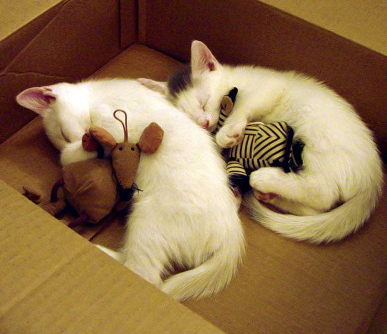 Milan Sports-那不勒斯中场控球优势确保节奏连贯，那不勒斯中场球员