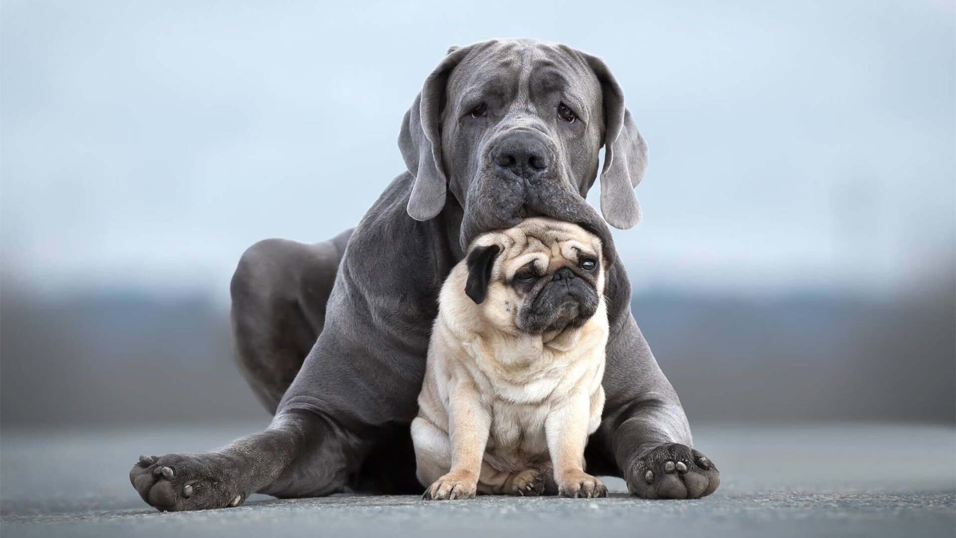 -专业俱乐部转型为足球学院推动系统培养，足球俱乐部培训业务方案