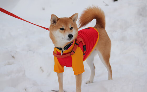 国家队技战术板块重组主打快速反击与高位逼抢，国家队高能