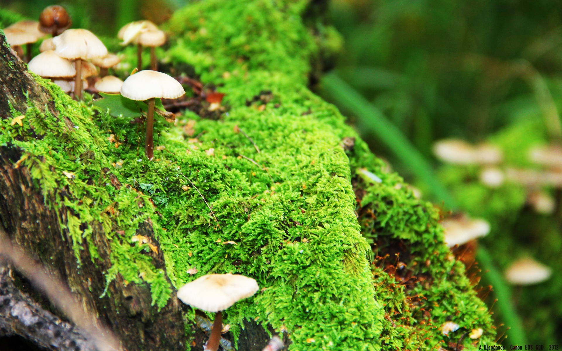 帕特森稳健的球场意识和防守力，为袋鼠队打下坚实基础，帕特森nba