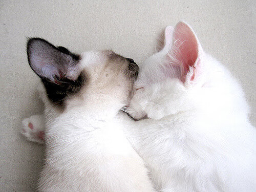 意甲联赛的资料数据库建设，意甲球队数据