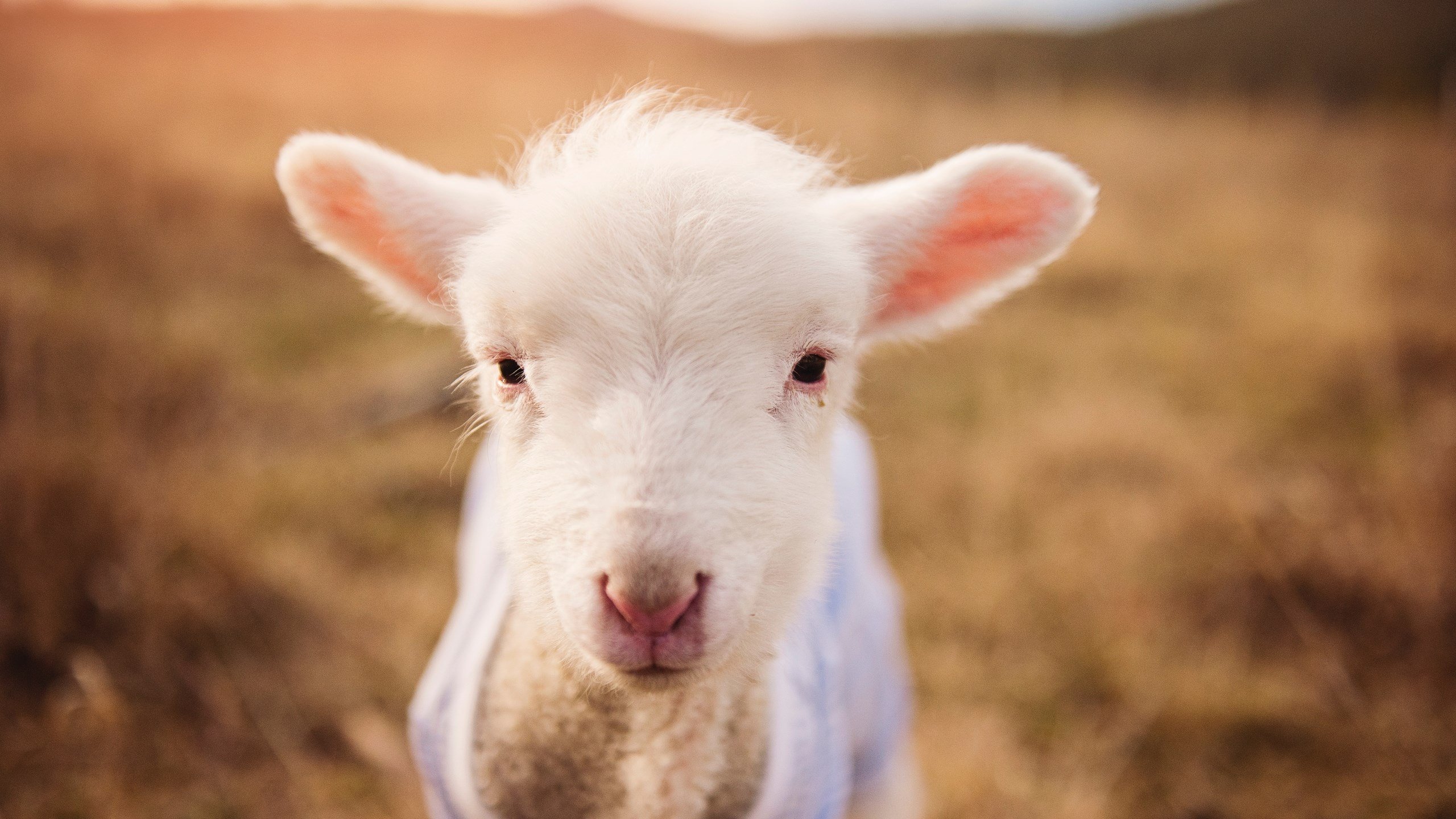 米兰登录入口-中国篮球主教练临场调整与副教练协作效率分析，中国篮球教练叫啥