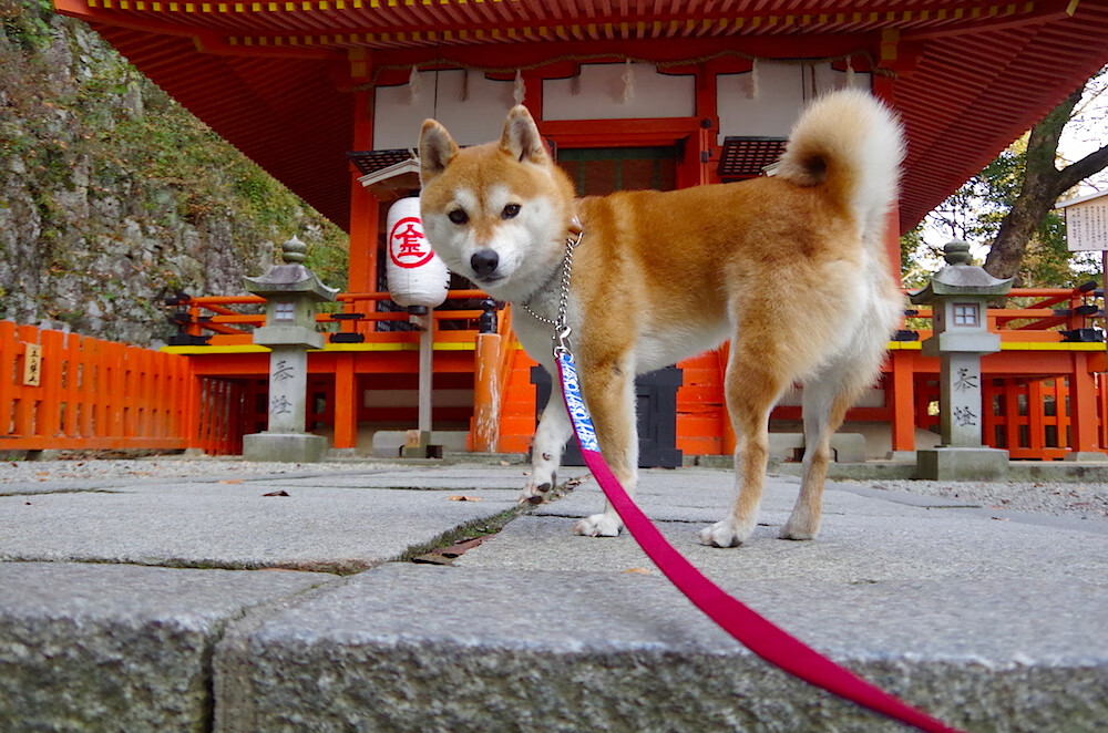 米兰体育-中国篮球主教练更迭对球队战术与士气的短期影响，中国国家队篮球主教练